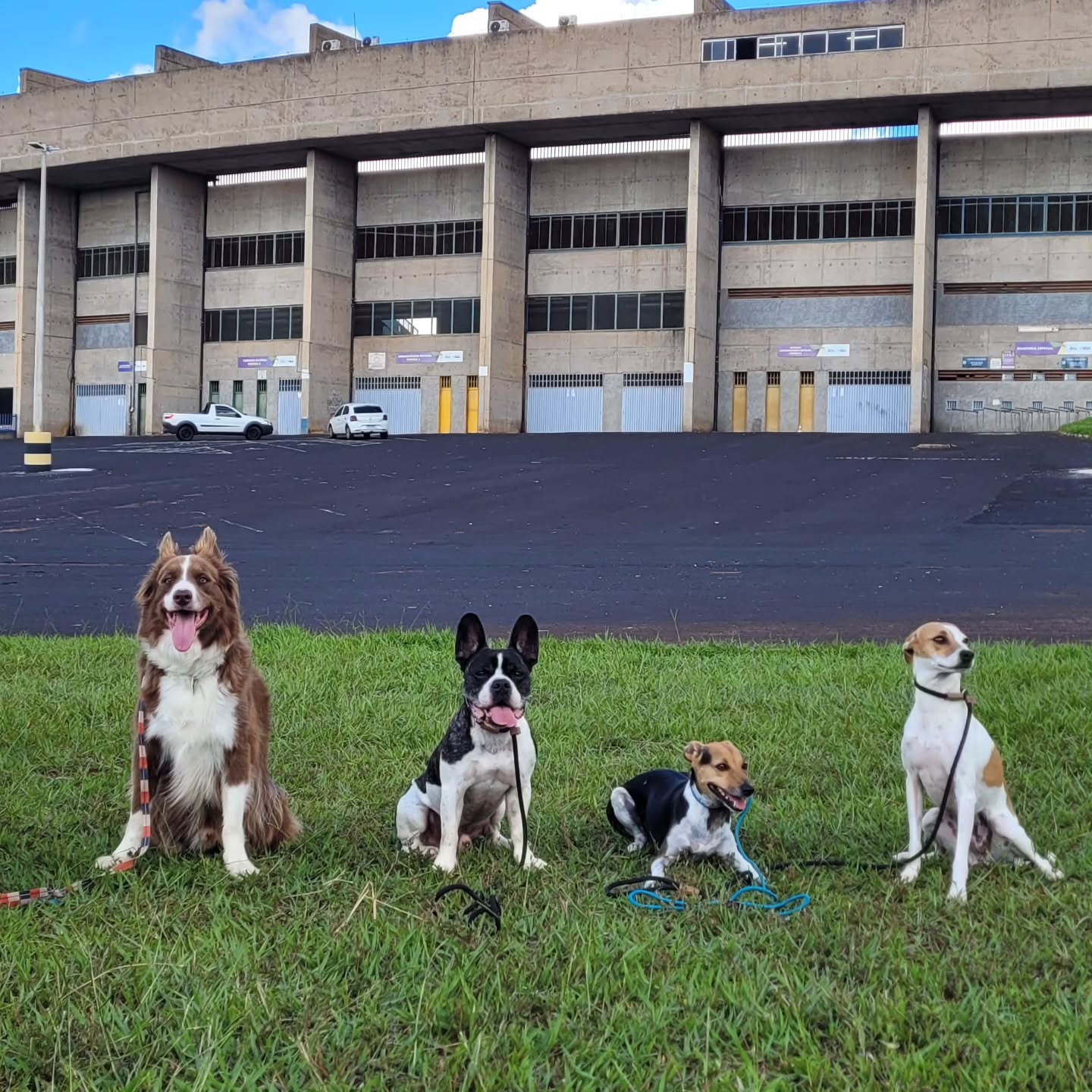 Cães brincando no DOGCLUB